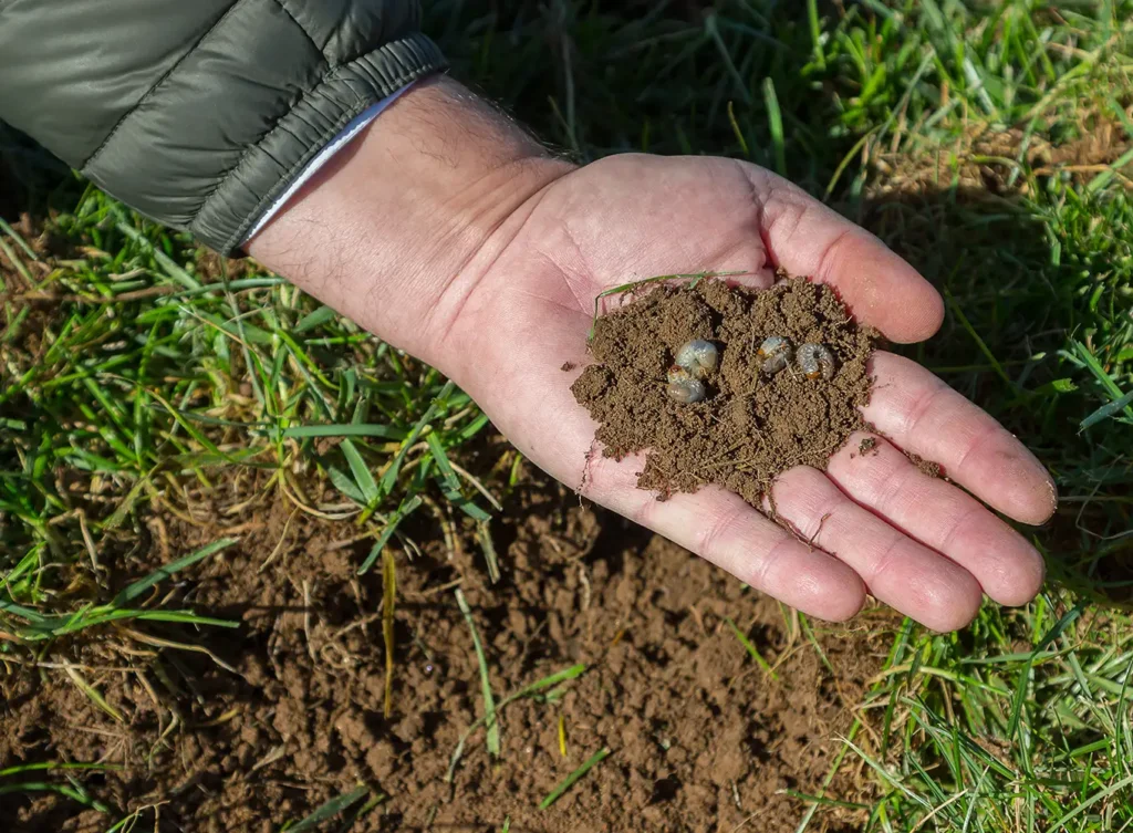 Element Turf & Outdoor Solutions - grub control in edwardsville il