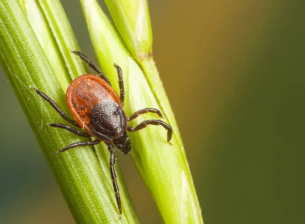 Element Turf & Outdoor Solutions - Hartford IL Outdoor Pest Control Services