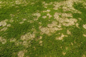 Do I have Lawn Fungus? - Element Turf & Outdoor Solutions - Alton IL