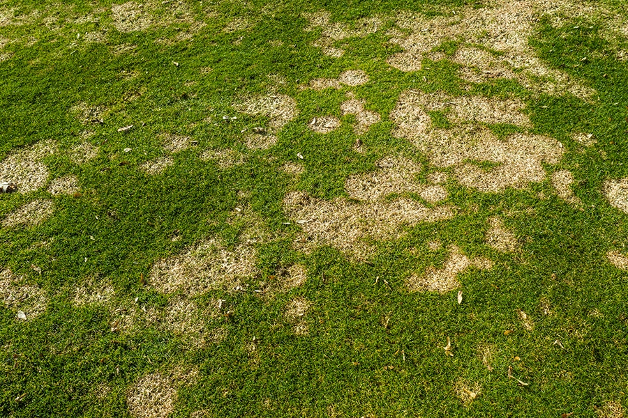 Do I have Lawn Fungus? - Element Turf & Outdoor Solutions - Alton IL