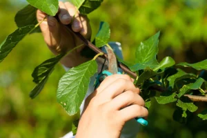 Did you know pruning helps trees and shrubs grow fuller? - Element Turf & Outdoor Solutions - Alton, Illinois