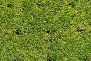 When Should I Aerate My Lawn in Alton, IL? - Element Turf & Outdoor Solutions