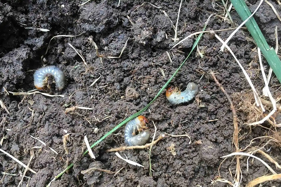 Dealing with a Grub Infestation? Here's what to do. - Element Turf & Outdoor Solutions - Alton, Illinois