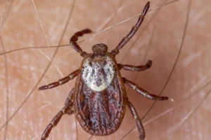 2022's Tick Season has Arrived - Protect Yourself with These Tips - Element Turf & Outdoor Solutions - Alton, Illinois