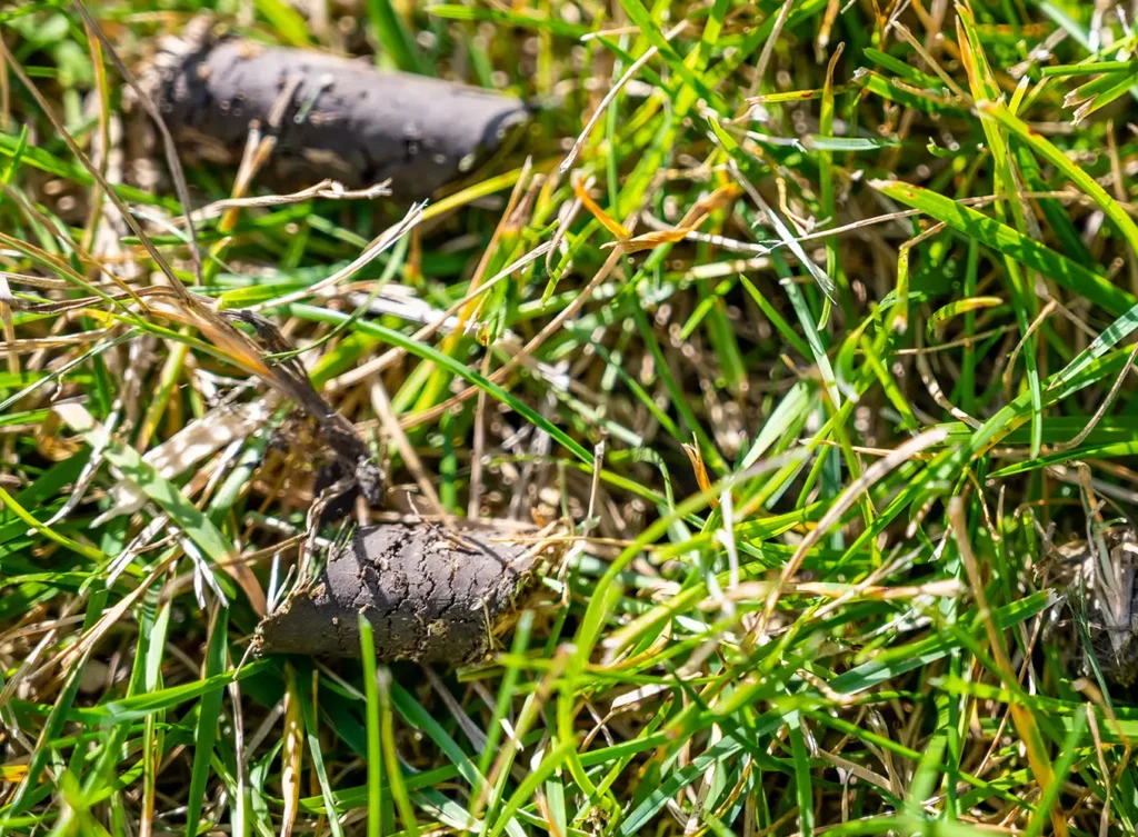 Element Turf & Outdoor Solutions - Alton IL Lawn that has been Core Aerated