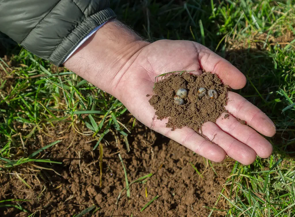 Element Turf & Outdoor Solutions - finding grubs in grass soil on Alton IL property