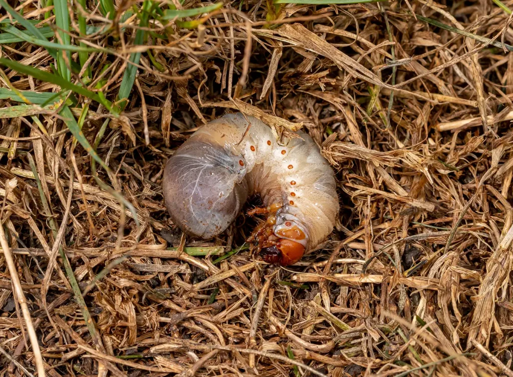 Element Turf & Outdoor Solutions - grub feasting on grass roots - Alton IL