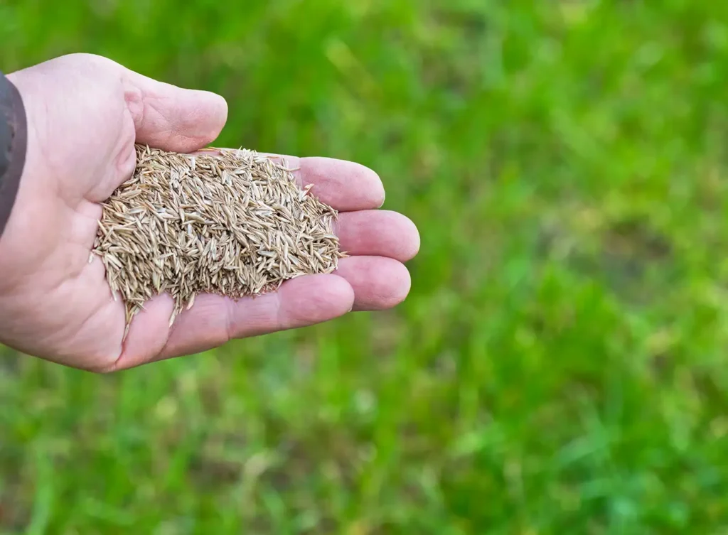 Element Turf & Outdoor Solutions - adding seeds to the grassy turf in alton il