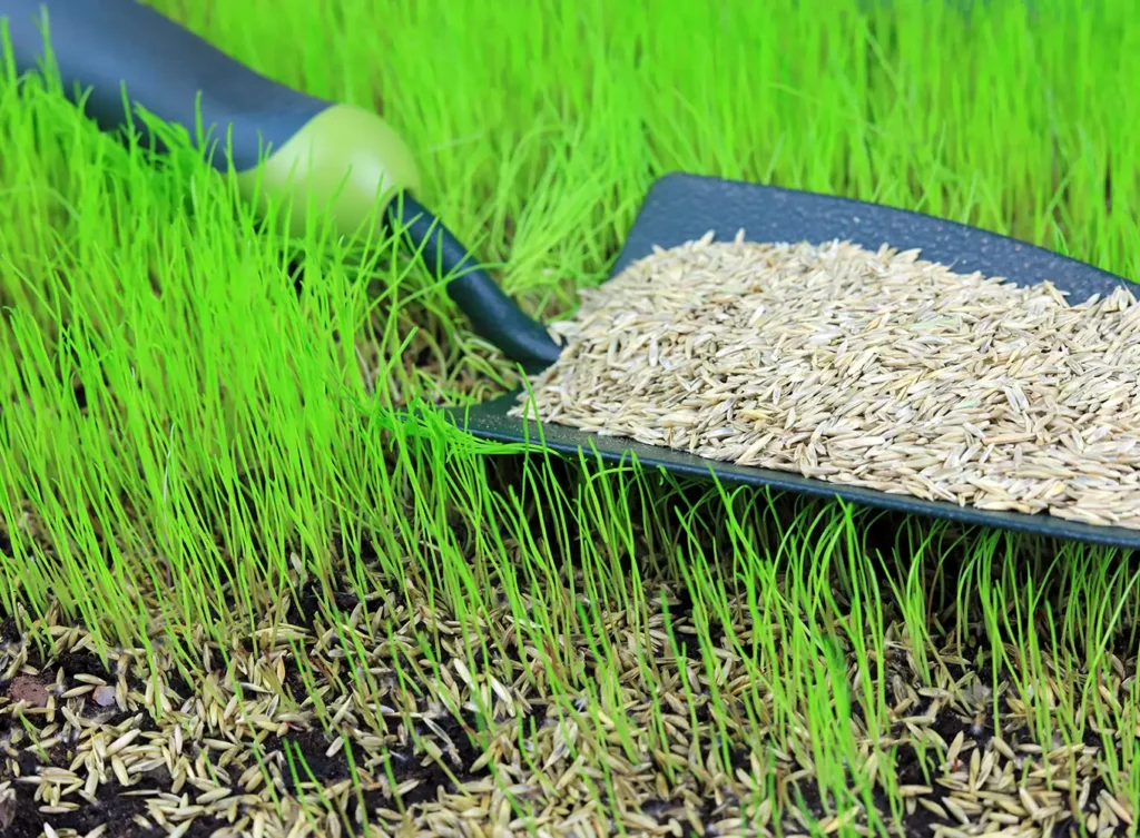 Element Turf & Outdoor Solutions - spreading grass seed with a small shovel over a grassy turf alton il