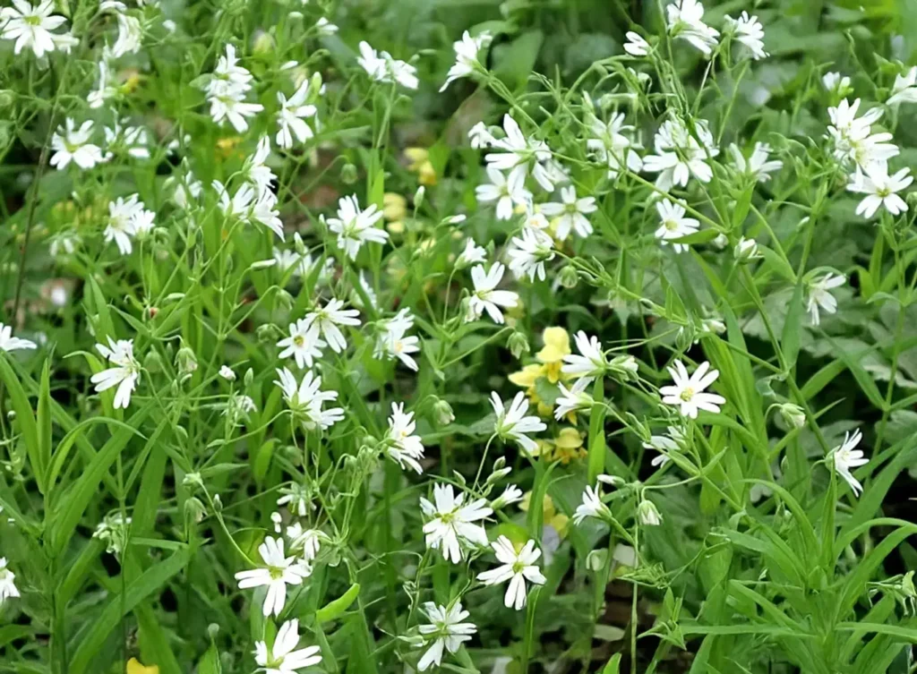 Element Turf & Outdoor Solutions - Chickweed overgrown at a property in Maryville, IL.