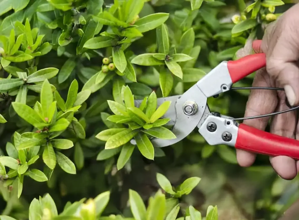 Element Turf & Outdoor Solutions - Pruning a bush at home in Godfrey, IL.