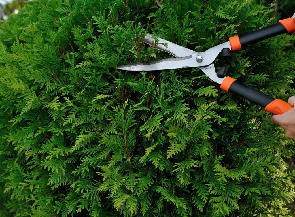 Element Turf & Outdoor Solutions - hedge pruning and trimming services in Godfrey IL